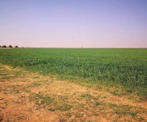 ارض للبيع  في  مزارع جنوب طريق المدينه (الاولى) حي مزارع جنوب طريق المدينه (الاولى)